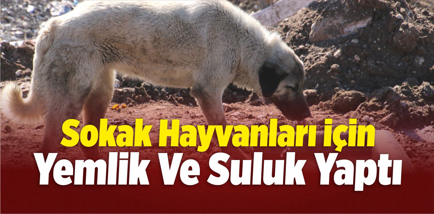 Şarkışla’da Sokak Hayvanları Unutulmadı