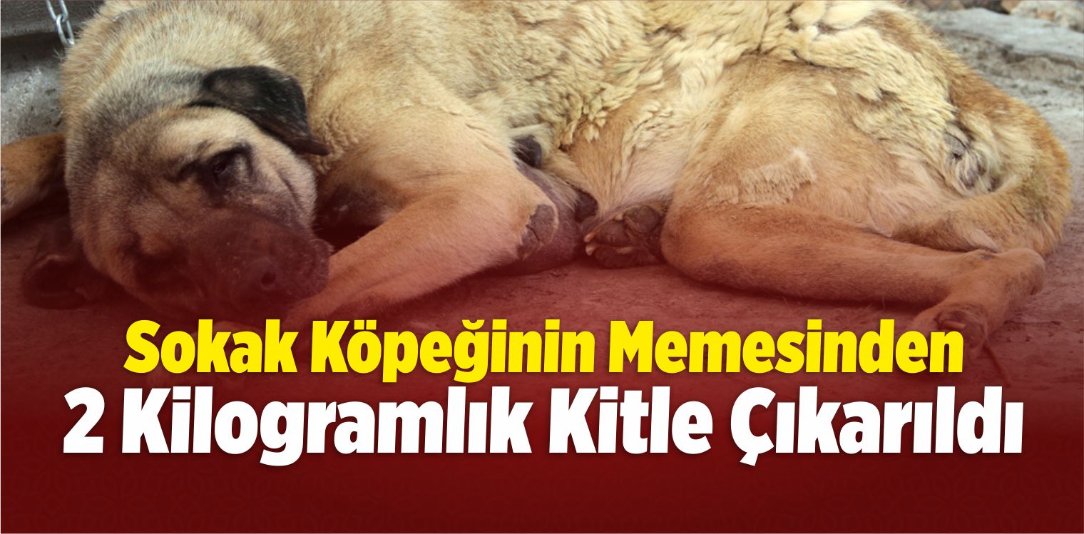 Sokak Köpeğinin Memesinden