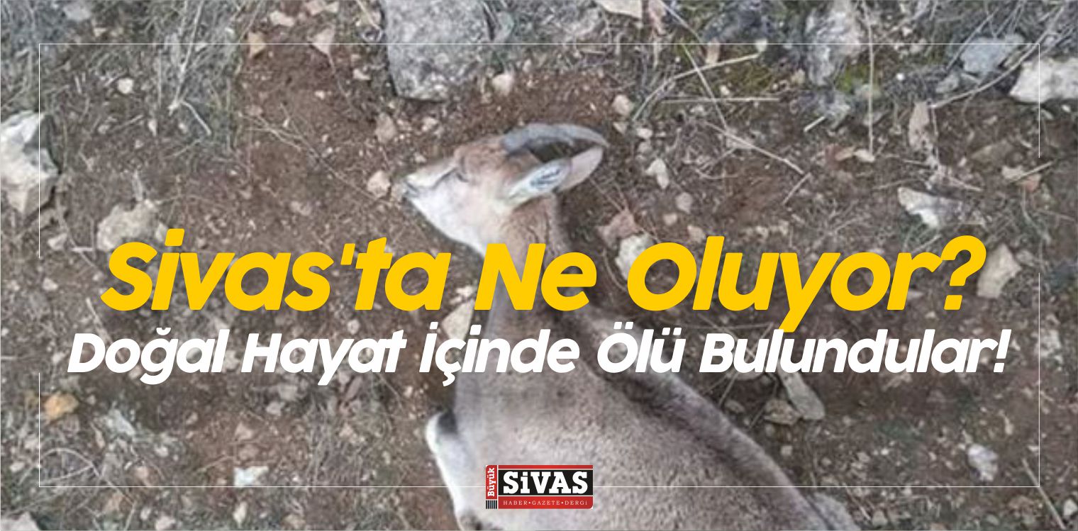 Ne Oluyor