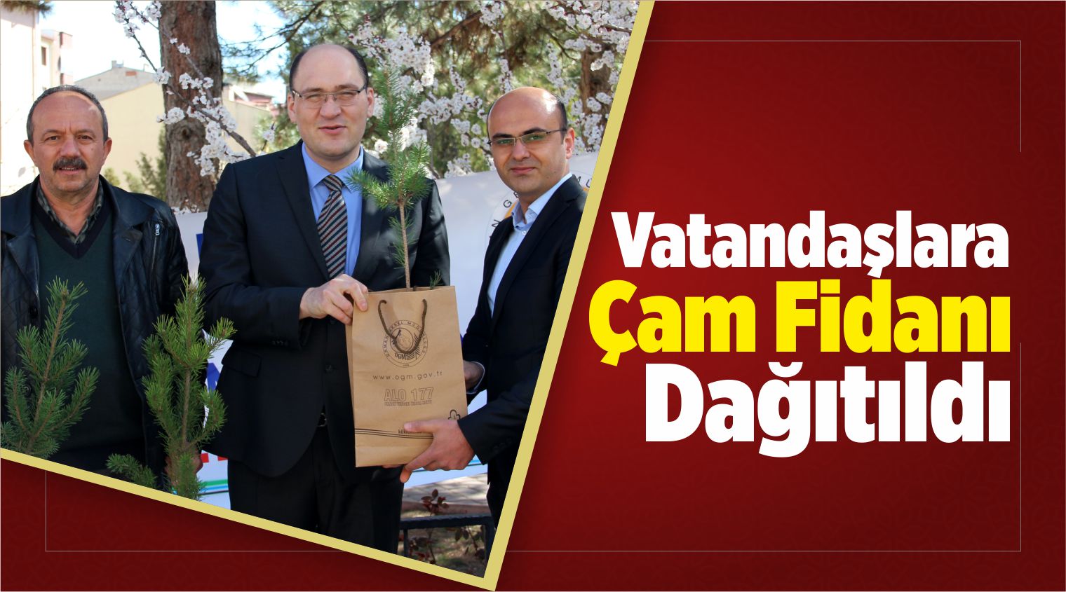 Çam Fidanı