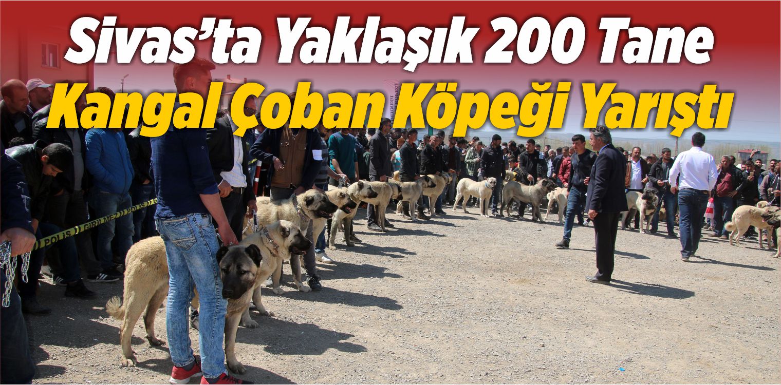 Sivas’ta Yaklaşık 200 Kangal Çoban Köpeği Yarıştı