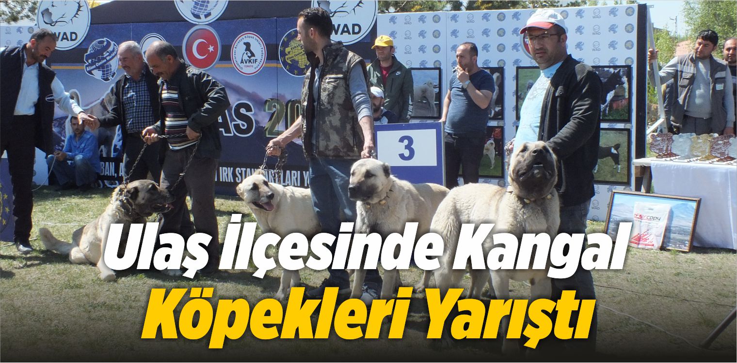 Ulaş İlçesinde Kangal Köpekleri Yarıştı