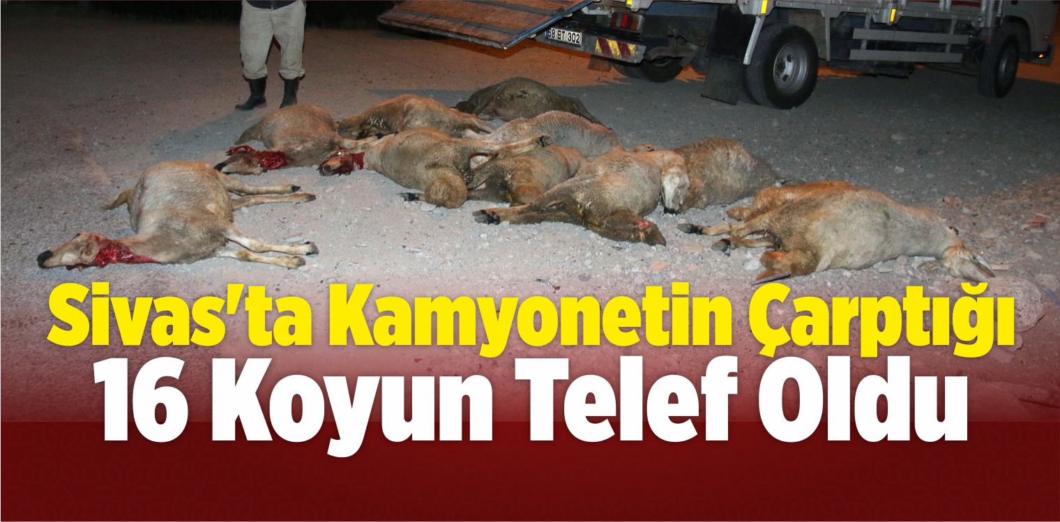 Sivas’ta Kamyonetin Çarptığı 16 Koyun Telef Oldu
