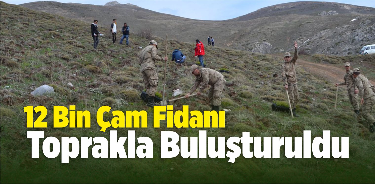 Doğanşar’da 12 Bin Çam Fidanı Toprakla Buluşturuldu