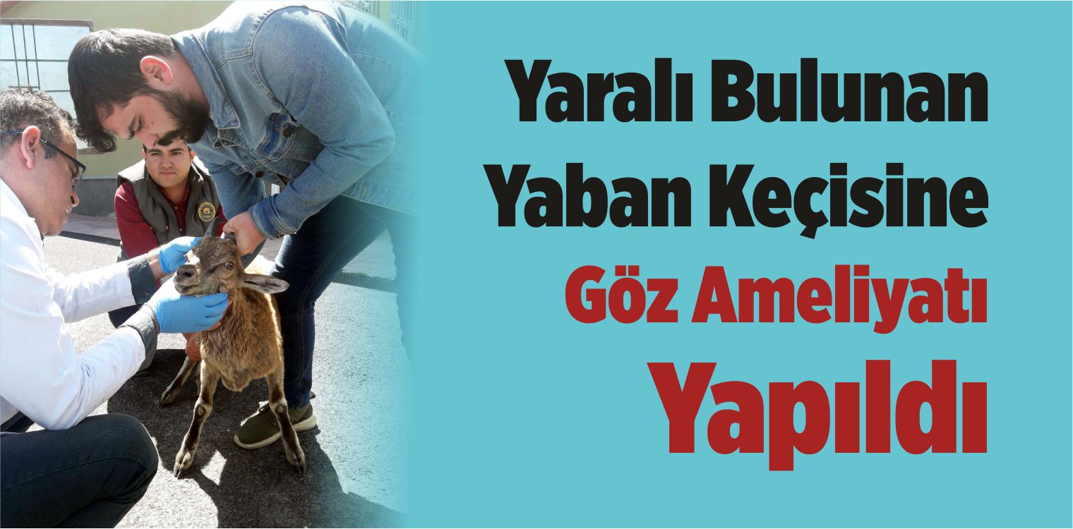 Yaralı Bulunan Yaban Keçisine Göz Ameliyatı Yapıldı