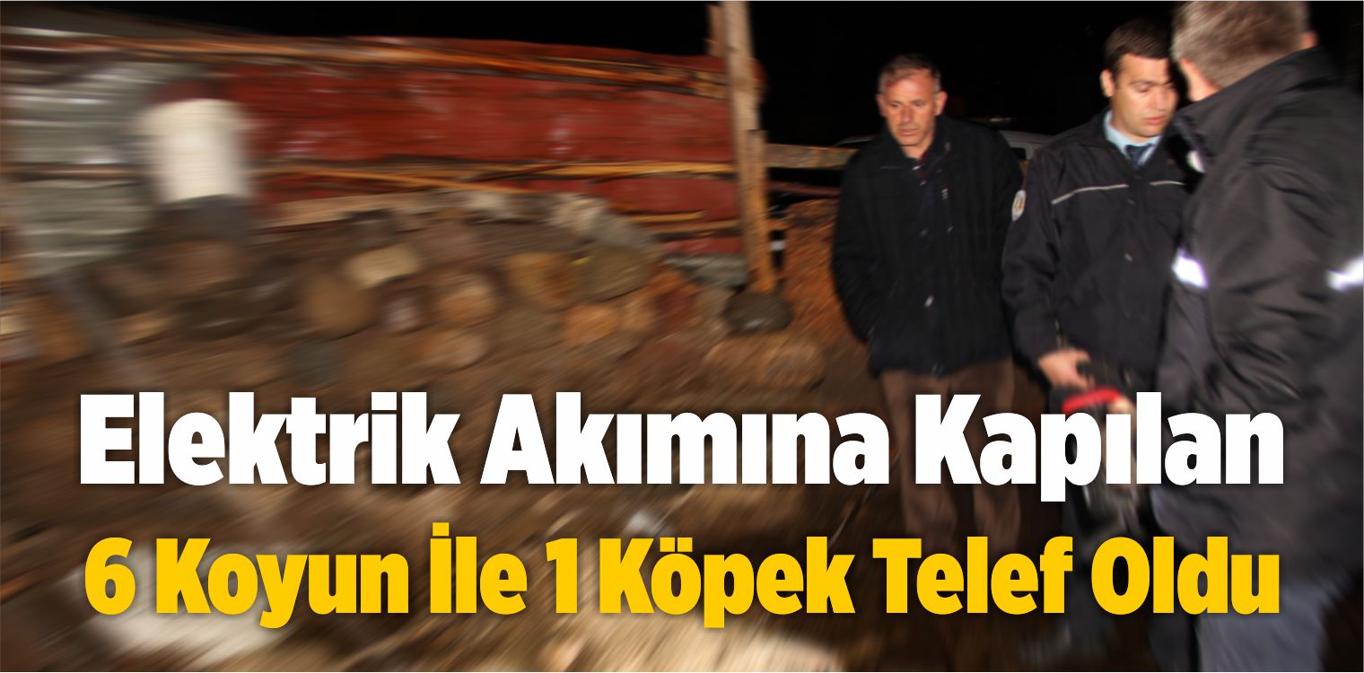 Elektrik Akımına Kapılan 6 Koyun İle 1 Köpek Telef Oldu