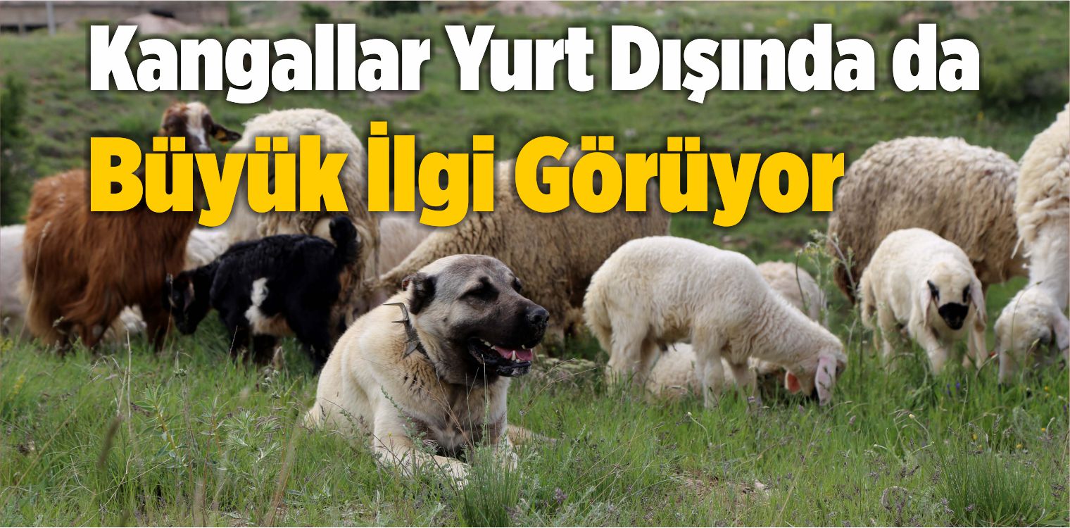 Kangallar Yurt Dışında da Büyük İlgi Görüyor
