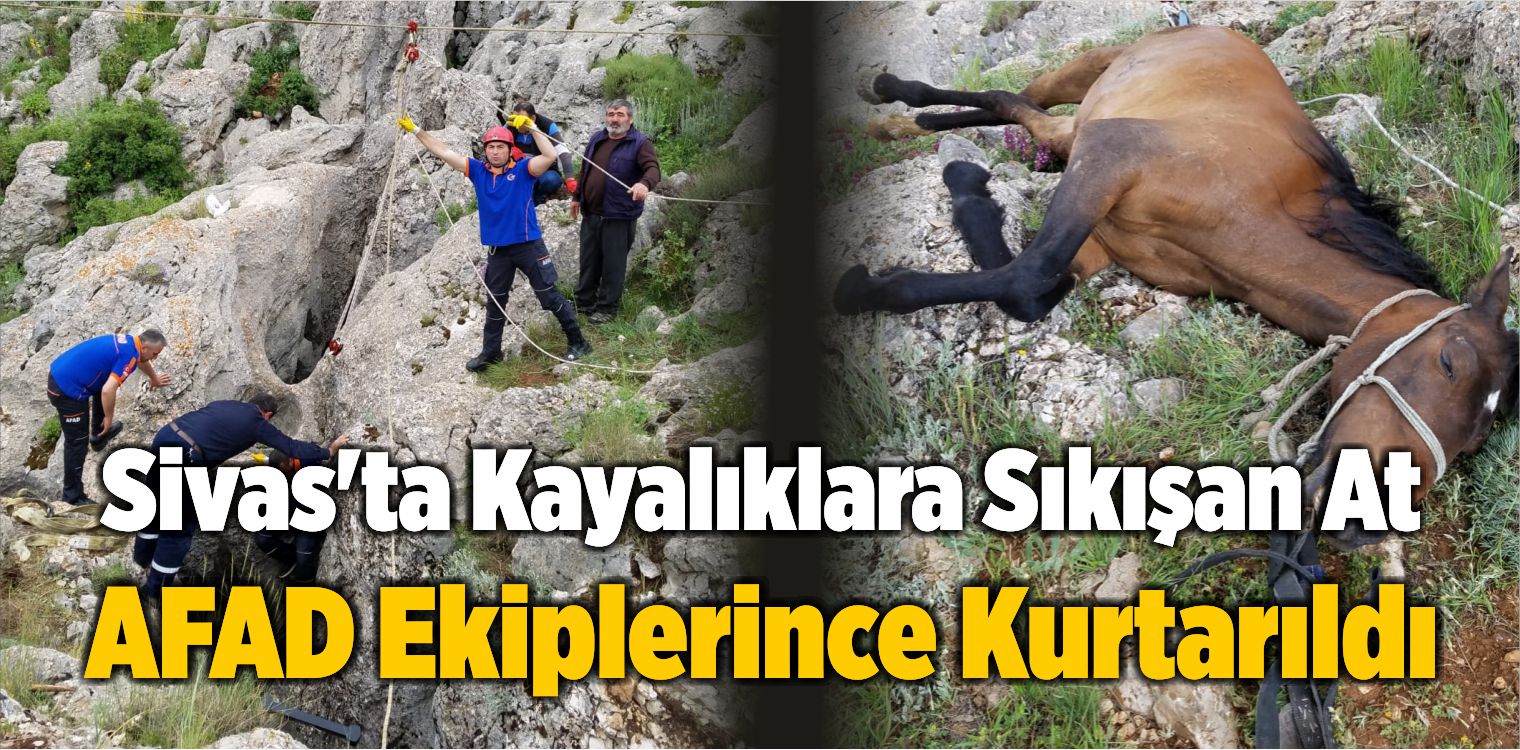 Sivas’ta Kayalıklara Sıkışan At AFAD Ekiplerince Kurtarıldı