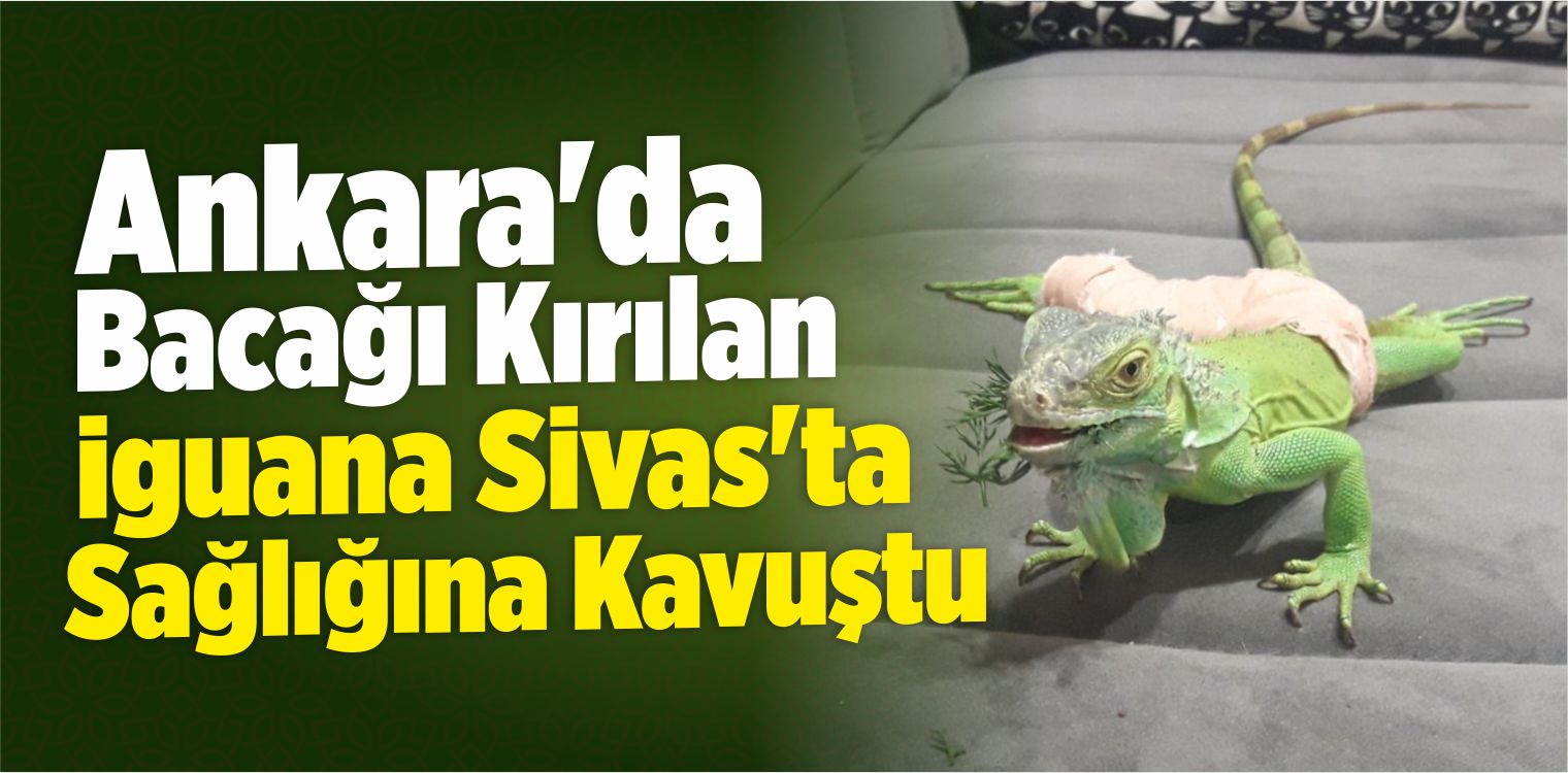 Ankara’da Bacağı Kırılan İguana, Sivas’ta Sağlığına Kavuştu