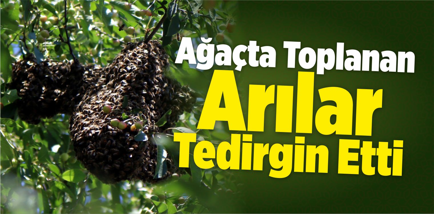 Arılar