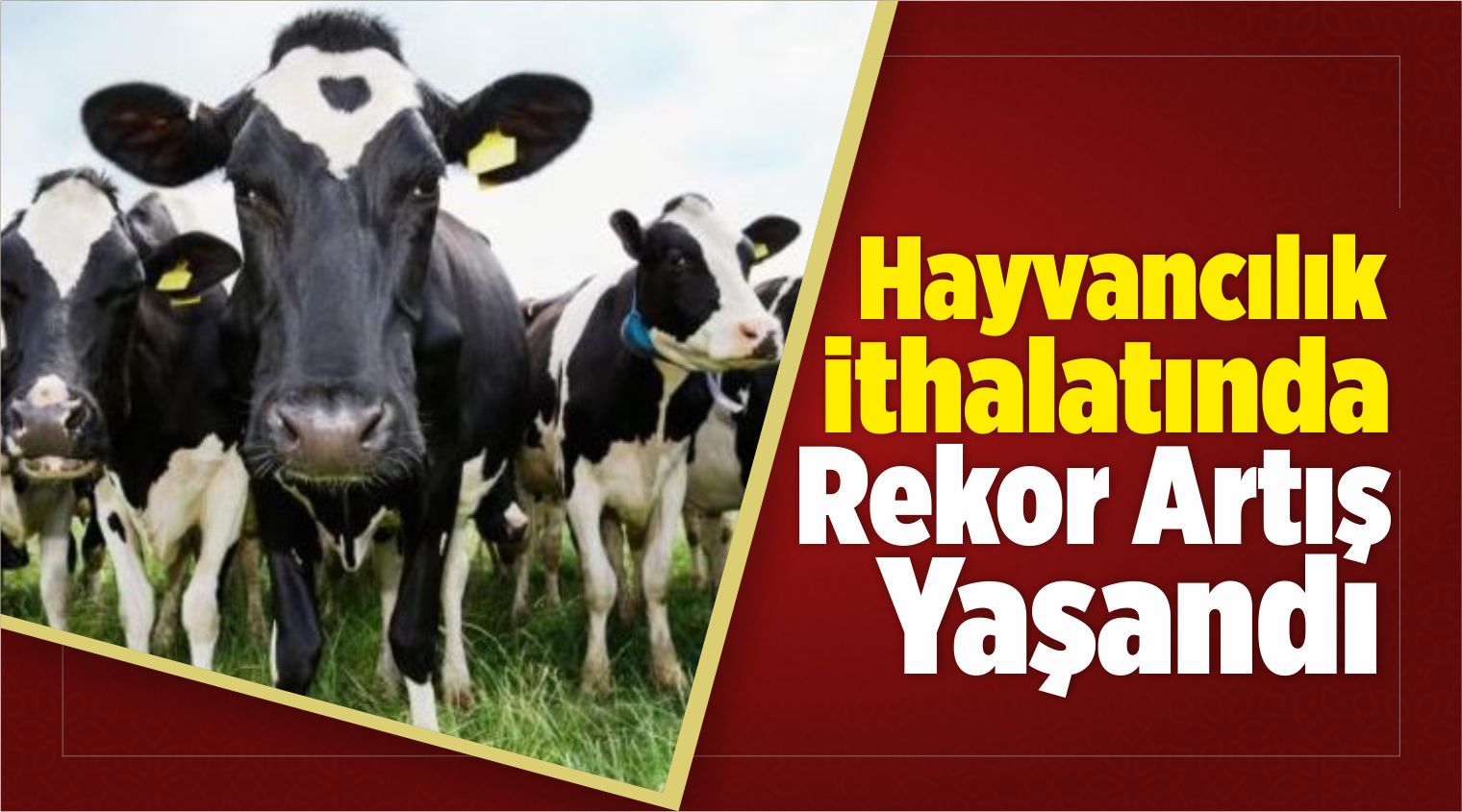 Hayvancılık İthalatında