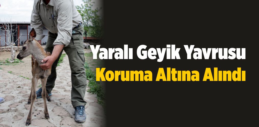 Yaralı Geyik Yavrusu Koruma Altına Alındı