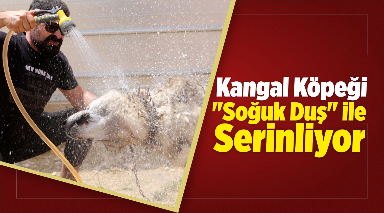 Kangal Köpeği “Soğuk Duş” İle Serinliyor