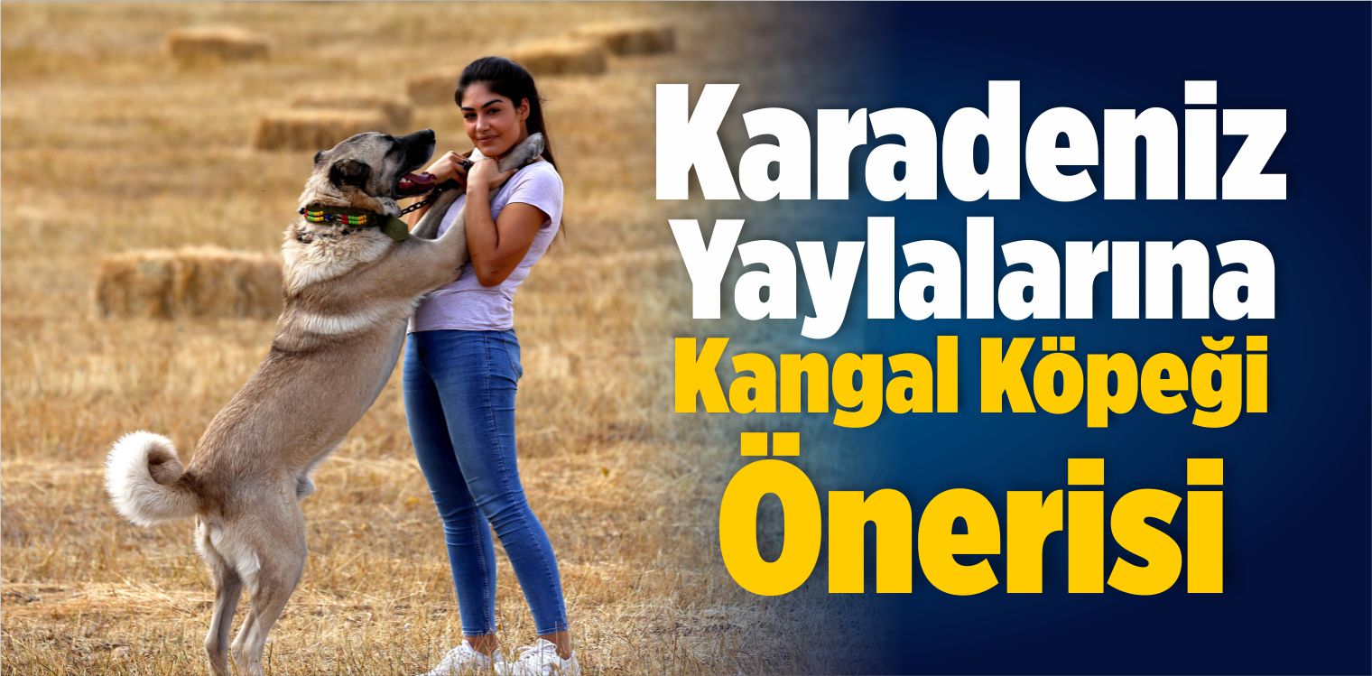 Karadeniz Yaylalarına Kangal Köpeği Önerisi