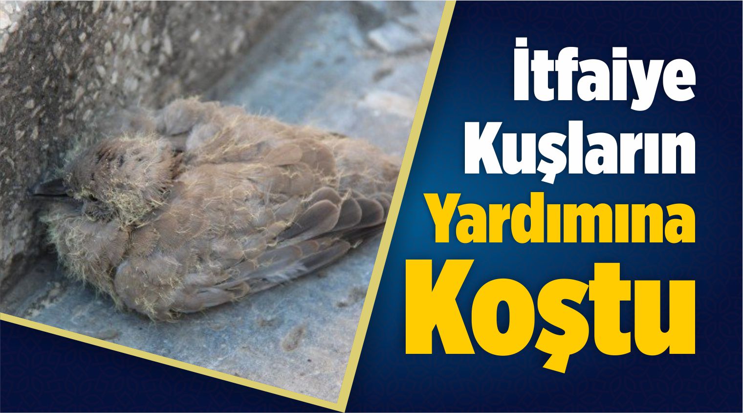 Suşehri İlçesindeki Kuşlar İtfaiye Ekipleri Tarafından Kurtarıldı