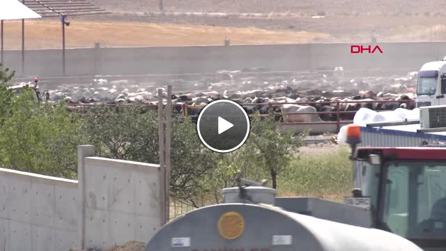 Ankara da Şarbon Karantinası Hd