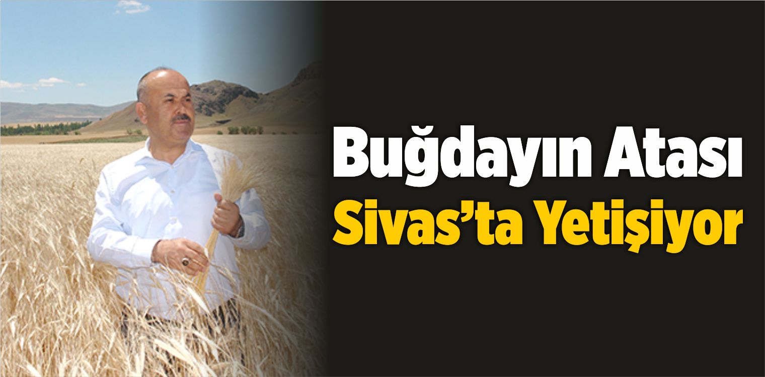 Buğdayın Atası Sivas’ta Yetişiyor