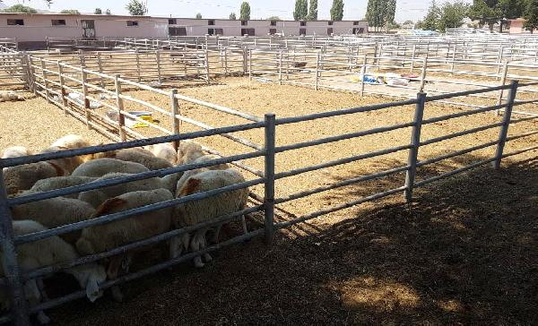 Elde Kalan Büyük ve Küçükbaşlar Ktb nin Pazarında Satılıyor