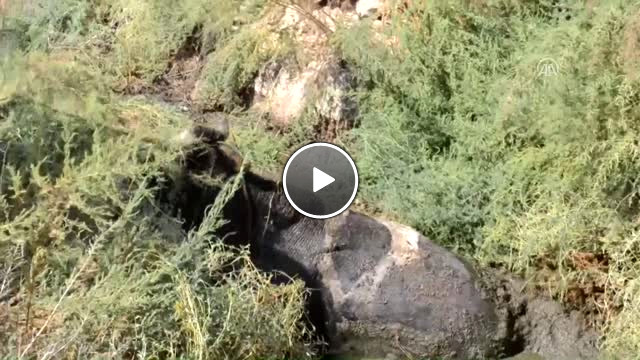 Foseptiğe Düşen Boğa Kurtarıldı