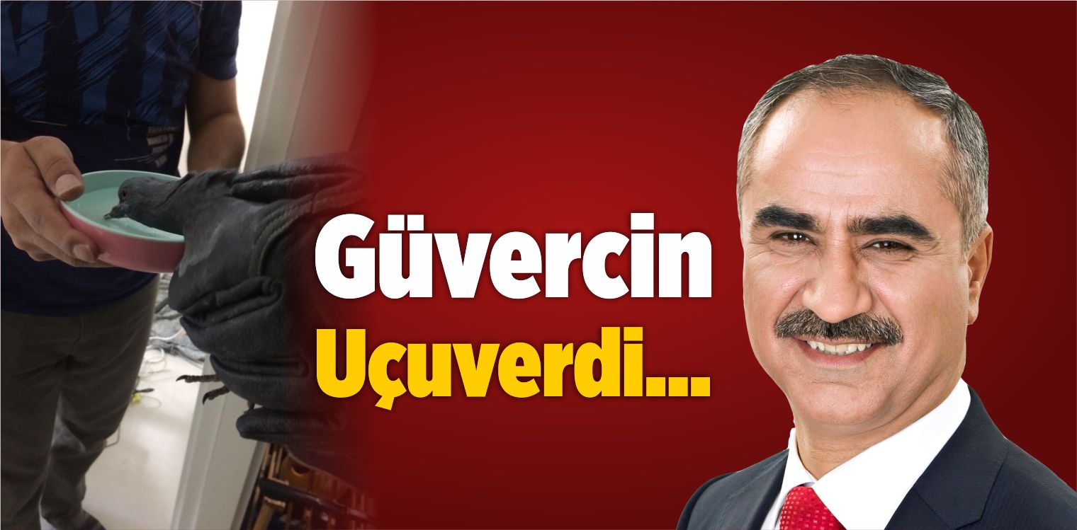 Güvercin