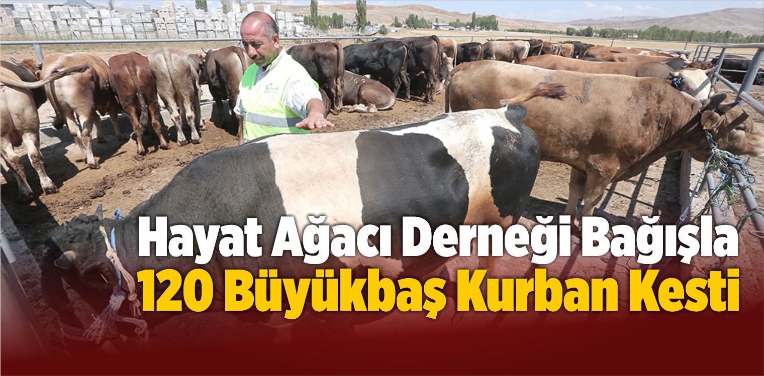 Hayat Ağacı Derneği Bağışla 120 Büyükbaş Kurban Kesti