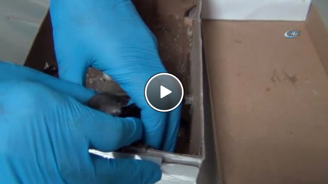 Kapıya Sıkışan Ebabili 6 Yaşındaki Çocuk Kurtardı