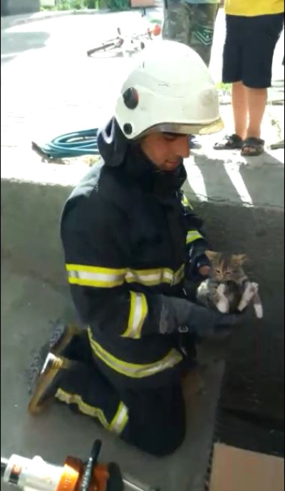 Mazgalda Mahsur Kalan Yavru Kedileri İtfaiye Kurtardı