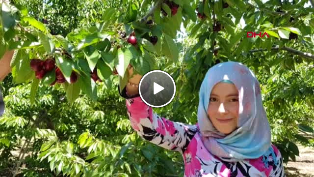 Niğde Darboğaz ın Kiraz Geliri 15 Milyon TL Hd