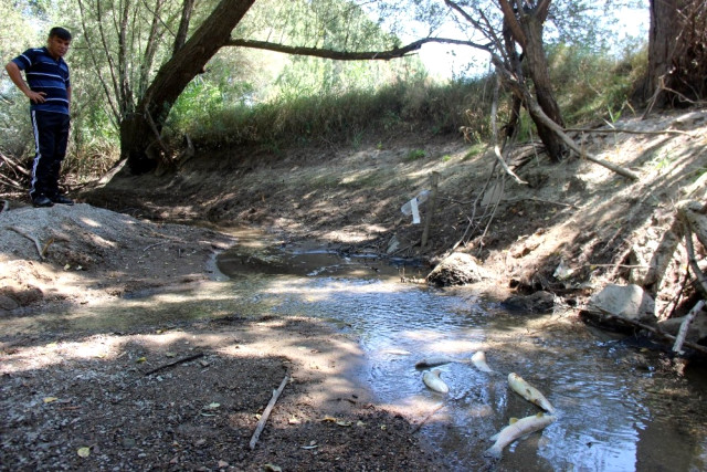 Sarımsaklı da Balık Ölümleri