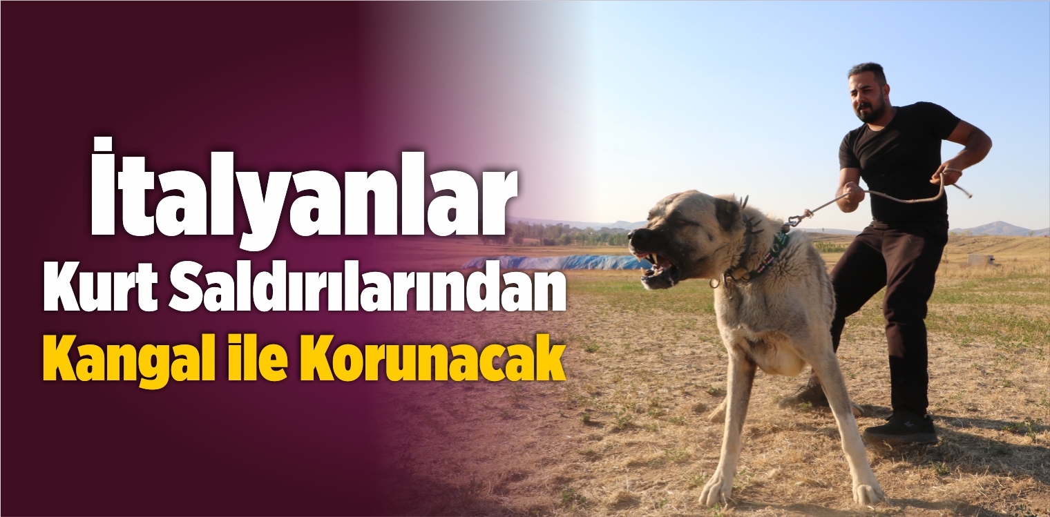 İtalyanlar Kurt Saldırılarından Kangal ile Korunacak