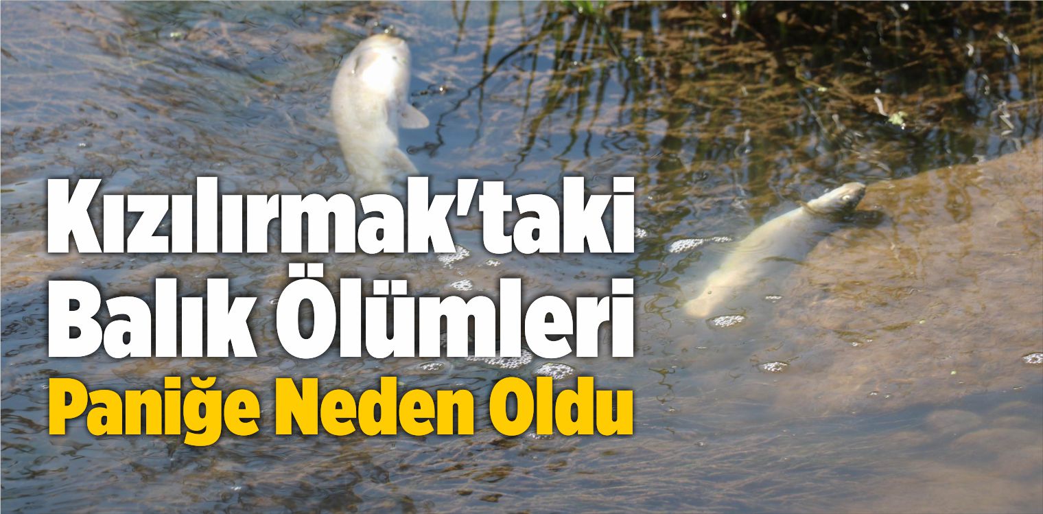 Kızılırmak’taki Balık Ölümleri Paniğe Neden Oldu