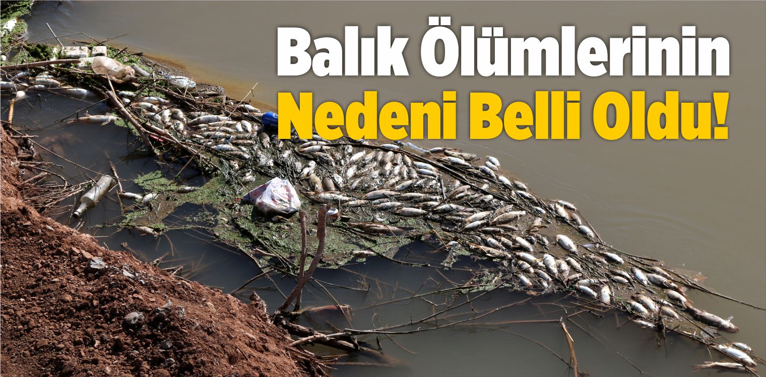 Kızılırmak’taki Balık Ölümlerinin Nedeni Belli Oldu!