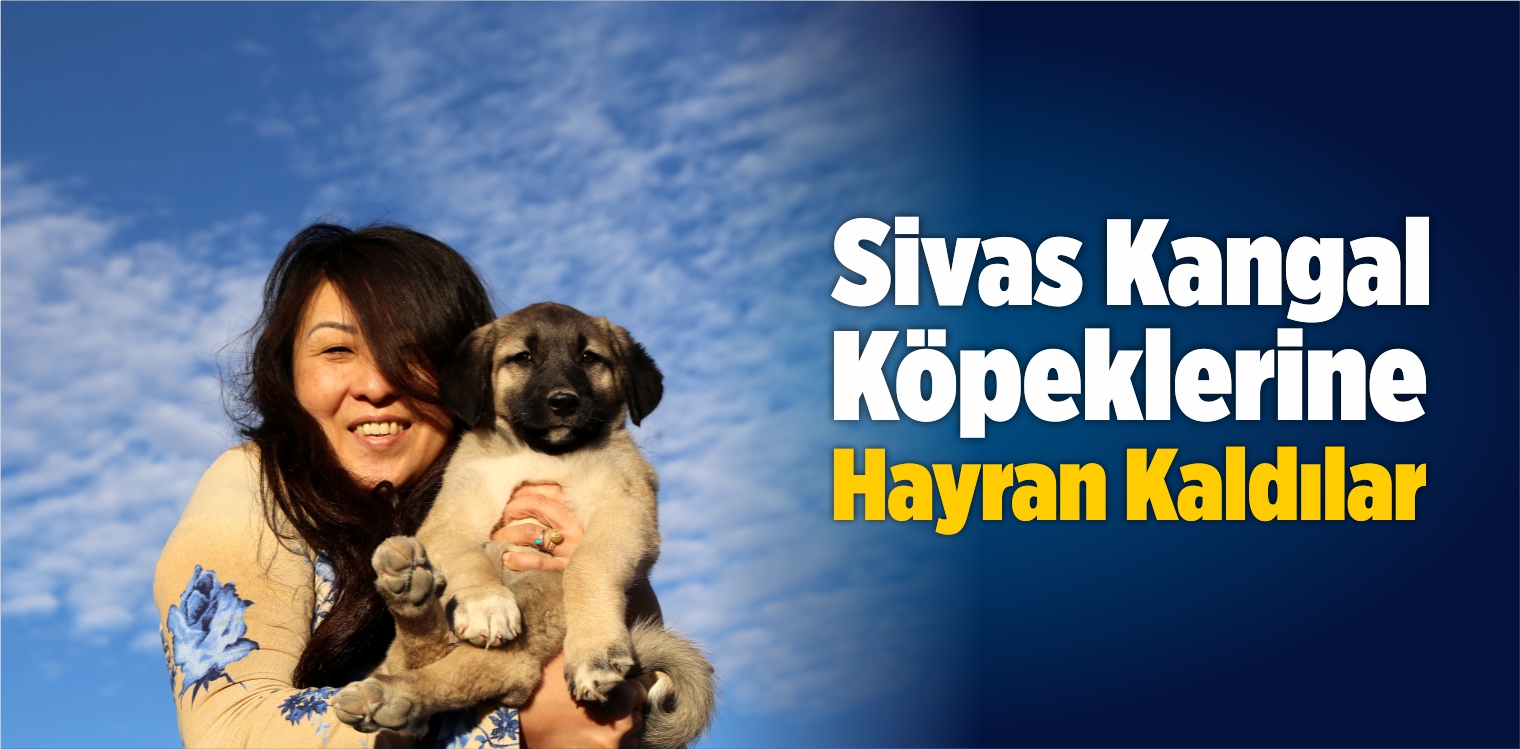 Kangal Köpeklerine Hayran Kaldılar