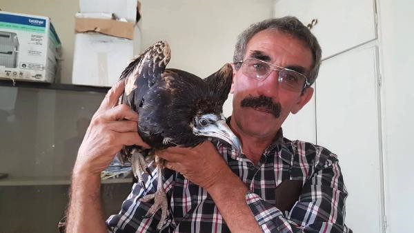 Kanadı Kırık Akbaba Tedavi Edilecek