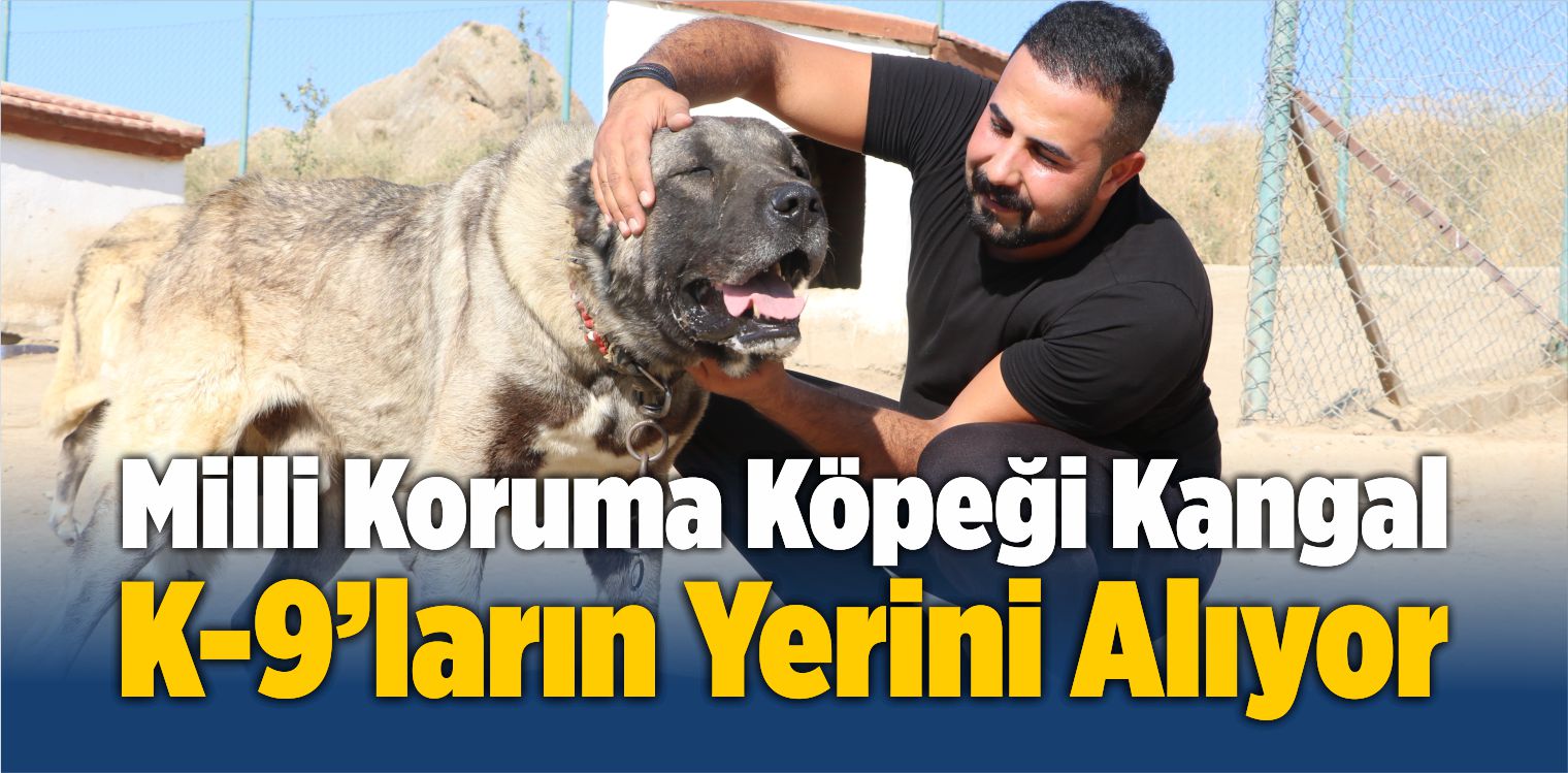 Koruma Köpeği