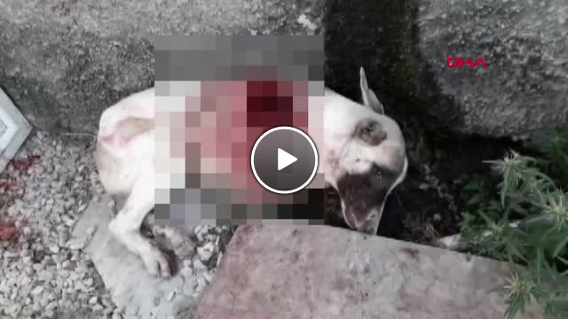 Konya Bahçesine Giren Köpeği Tüfekle Vurup Öldürdü