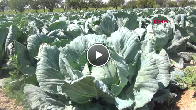 Niğde Cüzdan Çalan Kapkaççıyı Vatandaşlar Yakaladı