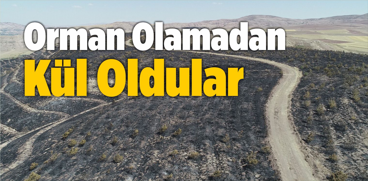 Orman Olamadan Kül Oldular