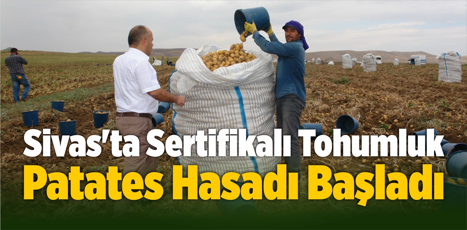 Sivas’ta Sertifikalı Tohumluk Patates Hasadı Başladı