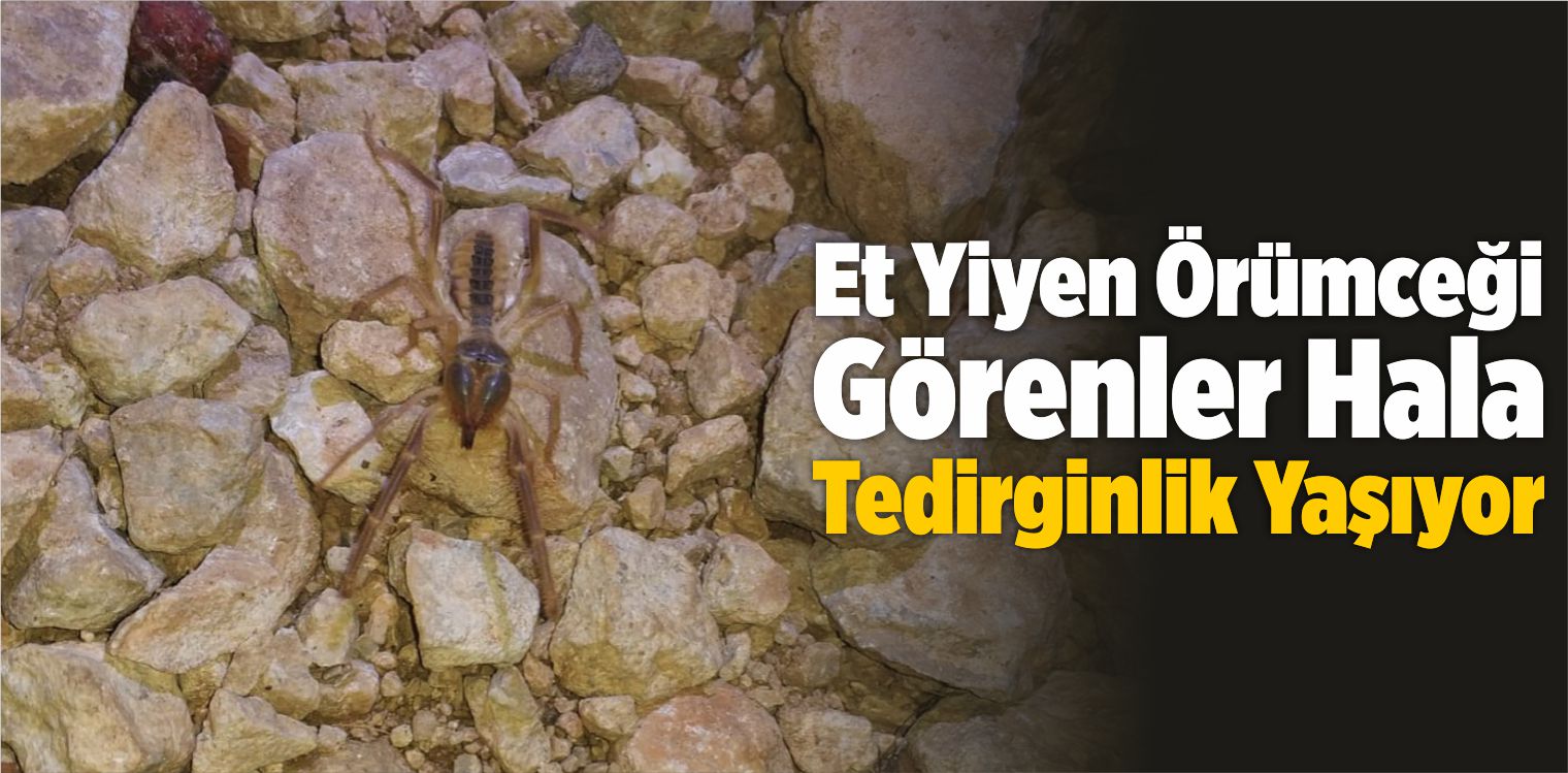 Et Yiyen Örümceği Görenler Hala Tedirginlik Yaşıyor