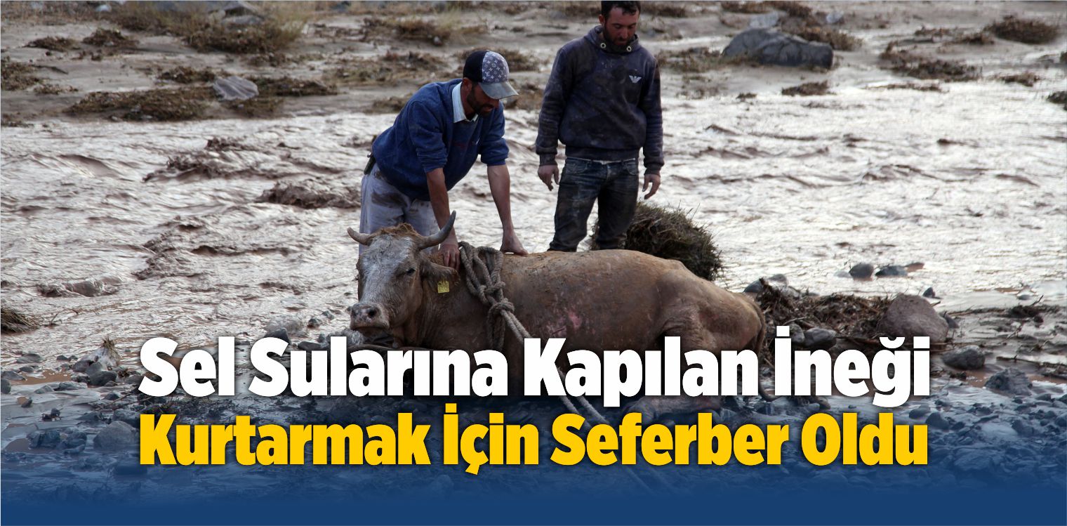 Sel Sularına Kapılan İneği Kurtarmak İçin Seferber Oldu