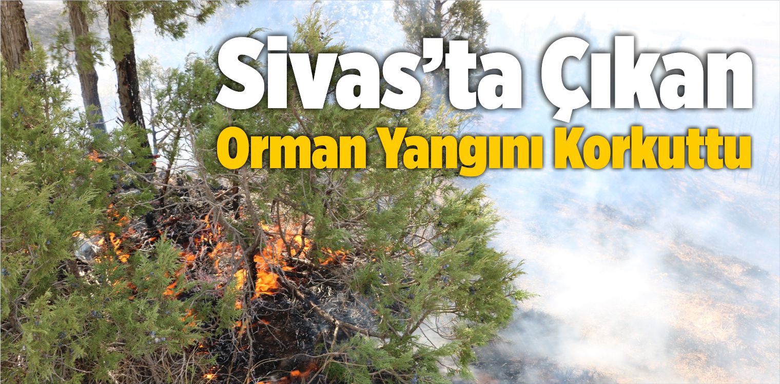 Orman Yangını