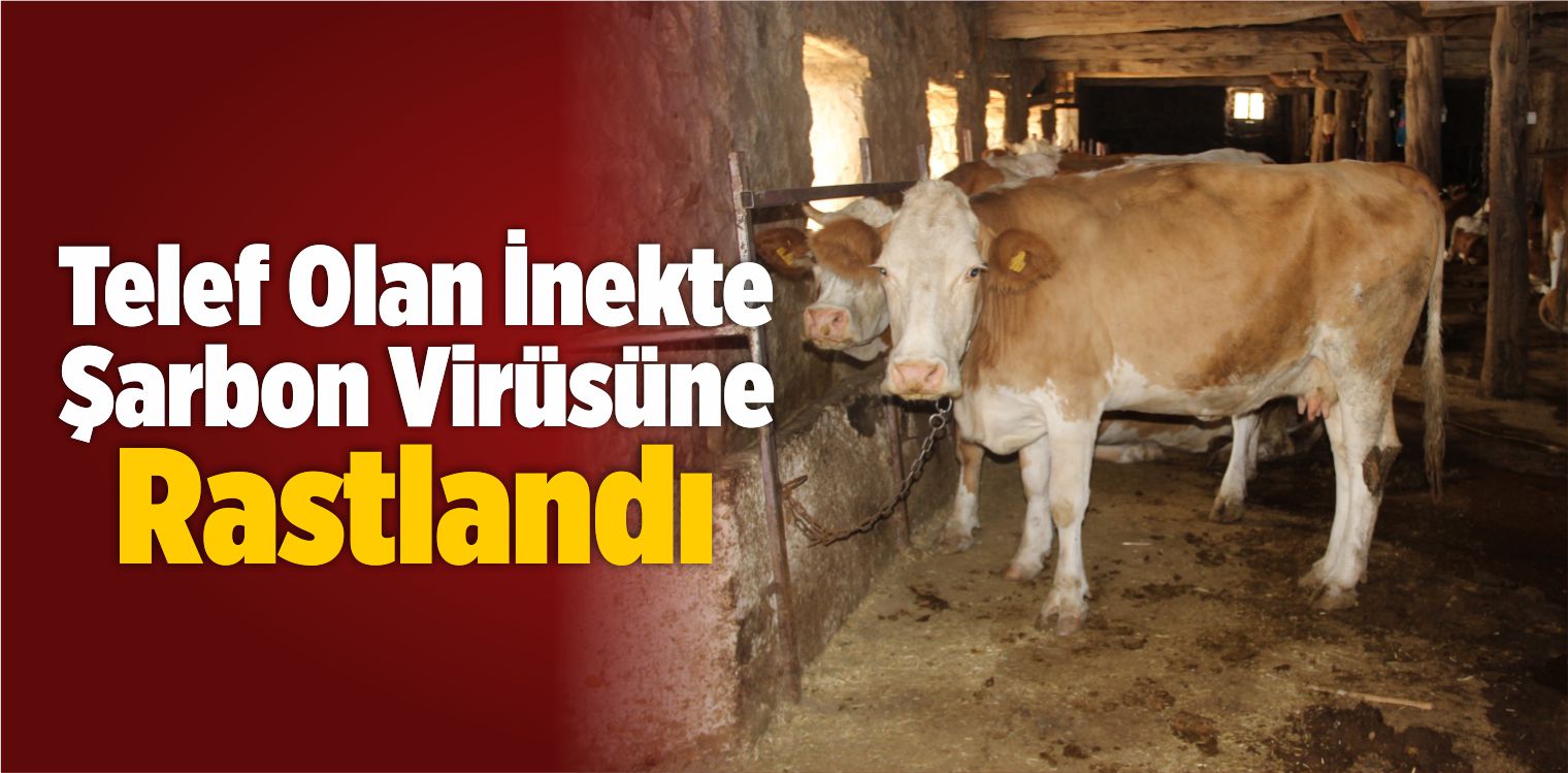Telef Olan İnekte Şarbon Virüsüne Rastlandı