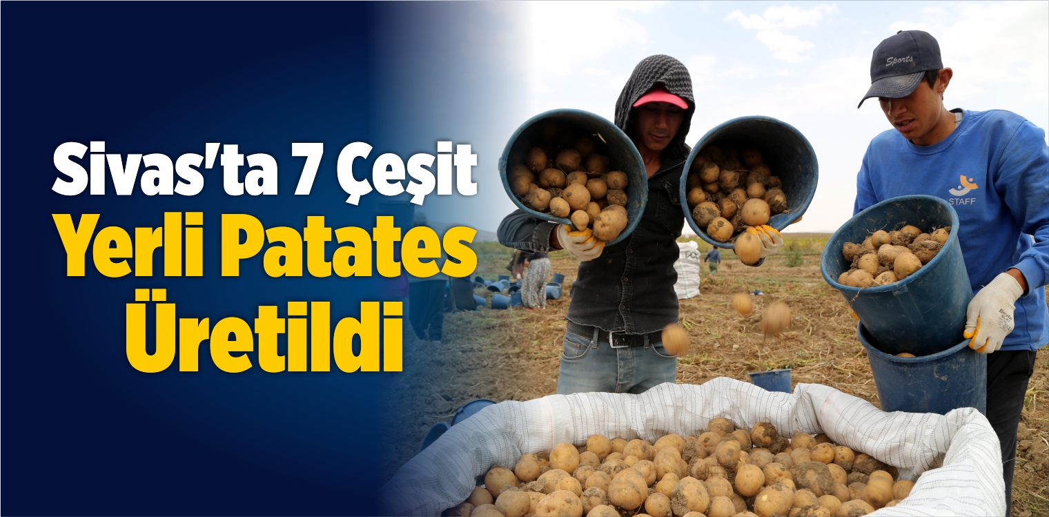 Sivas’ta 7 Çeşit Yerli Patates Üretildi