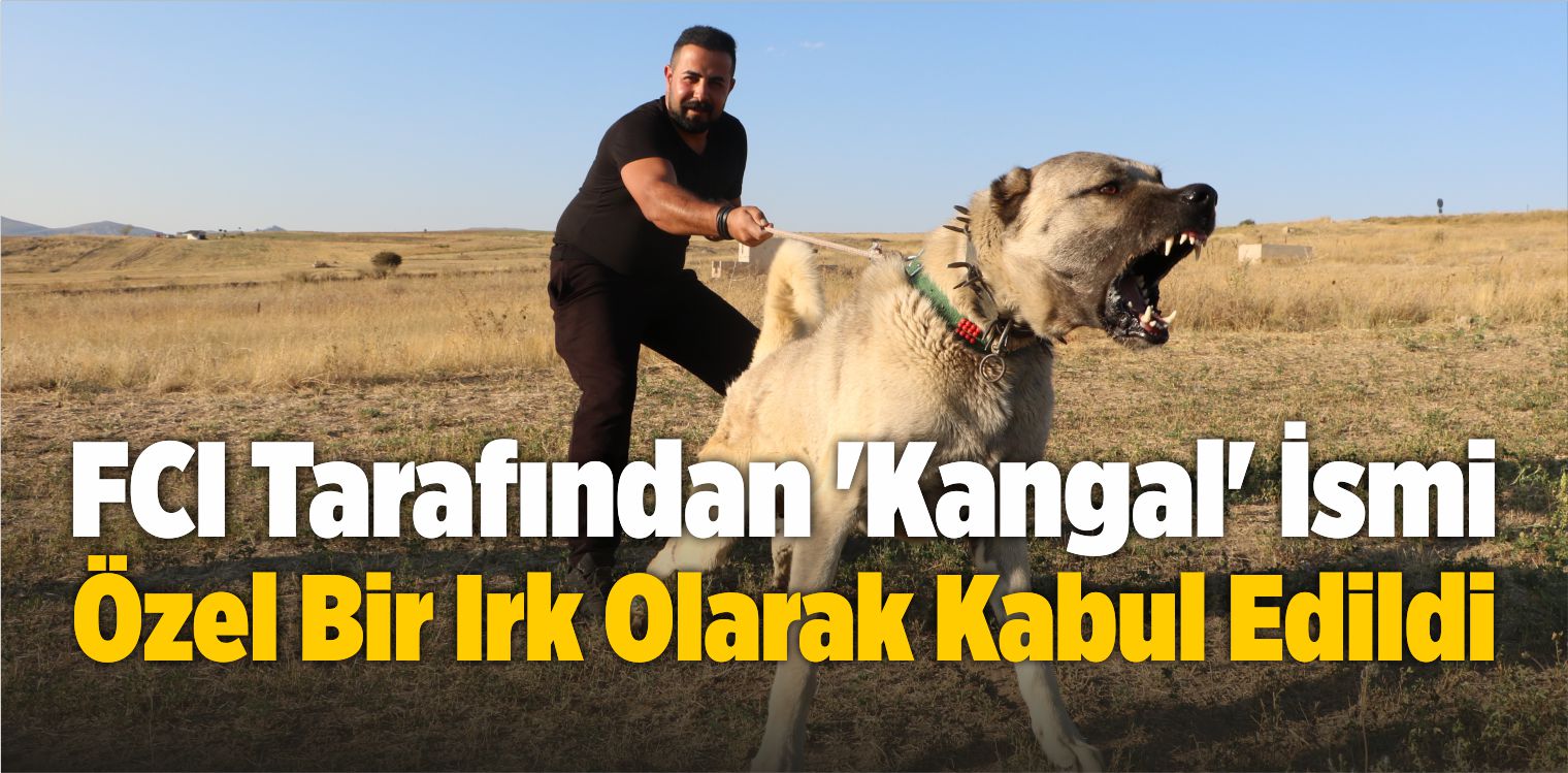 FCI Tarafından ‘Kangal’ İsmi Özel Bir Irk Olarak Kabul Edildi