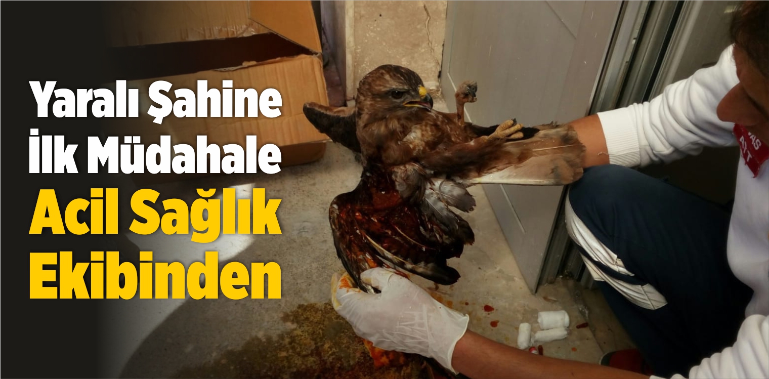 Yaralı Şahine İlk Müdahale Acil Sağlık Ekibinden