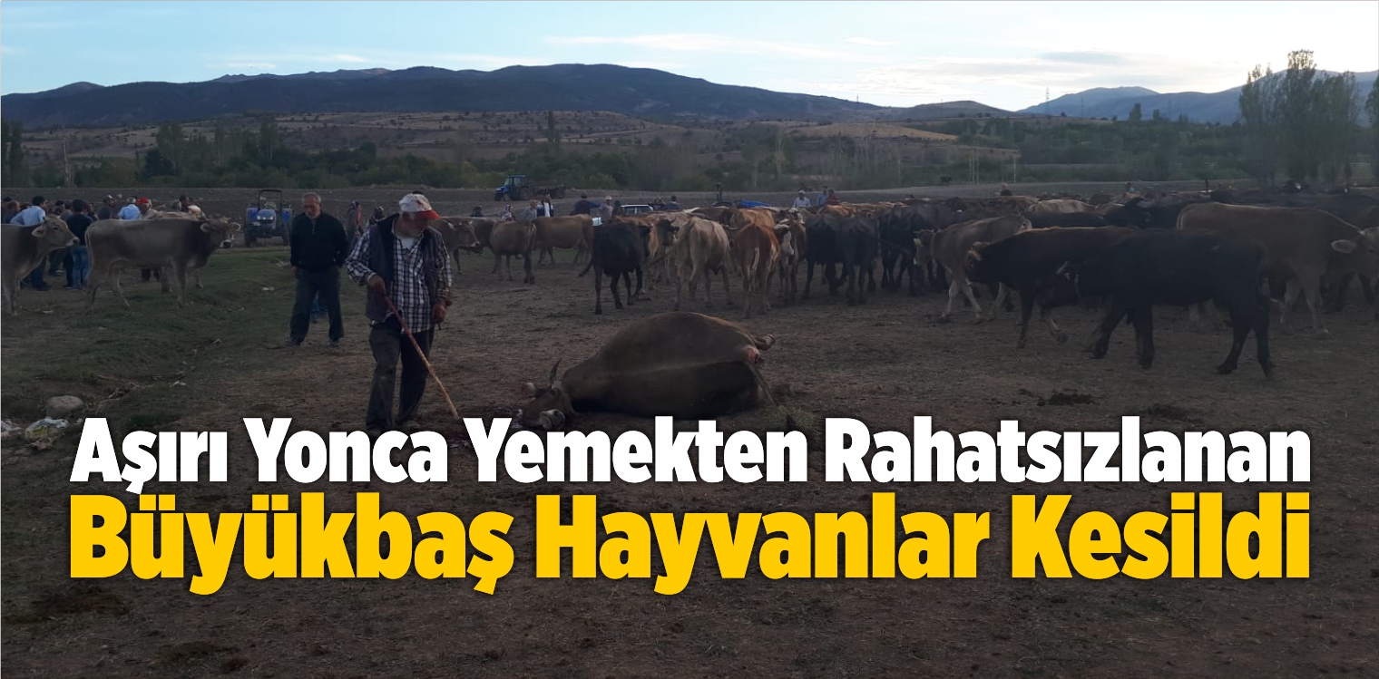 Aşırı Yonca