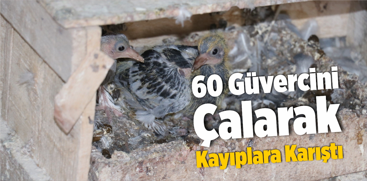 Kümeste Bulunan 60 Güvercini Çalarak Kayıplara Karıştı