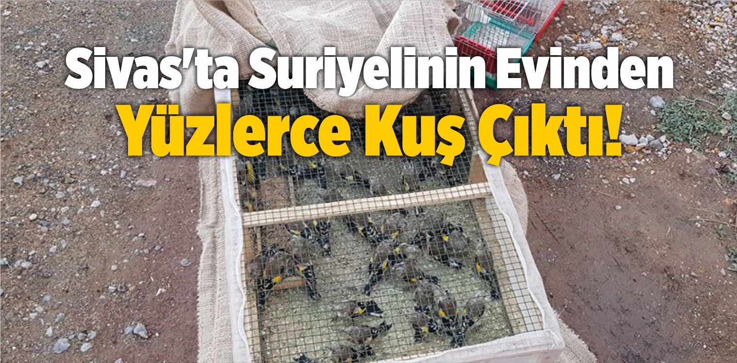 Sivas’ta Suriyelinin Evinden Yüzlerce Kuş Çıktı!