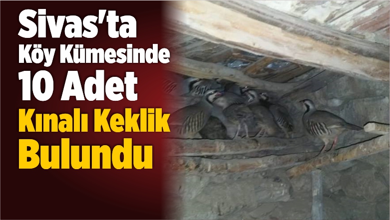 Sivas’ta Köy Kümesinde 10 Adet Kınalı Keklik Bulundu